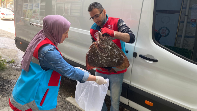Türkeli'de kaçak avlanan 363 kalkan balığı vatandaşa dağıtıldı