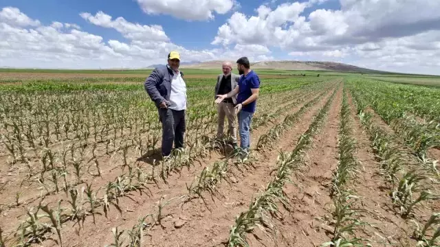 Böylesi ne görüldü ne duyuldu! Tarlaya dron ile saldırı düzenlendi, 85 dönüm ekin kurudu