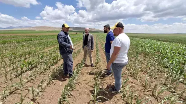 Böylesi ne görüldü ne duyuldu! Tarlaya dron ile saldırı düzenlendi, 85 dönüm ekin kurudu