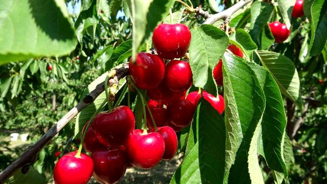 Çay bardağına sığmayan dev kirazda hasat başladı, piyasa değeri 500 TL
