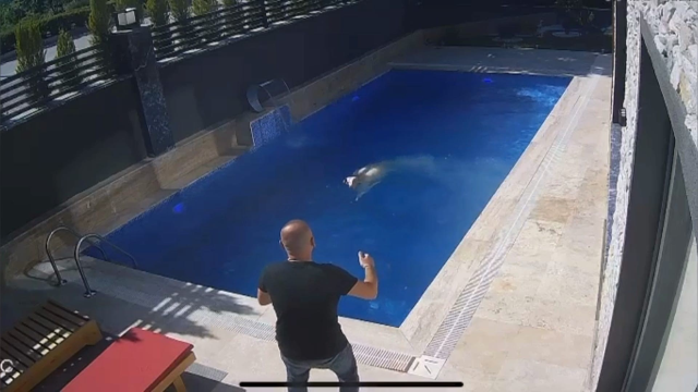 Kurbanlık koç kesilmekten kurtulmak için havuza atladı