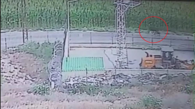 3 angus sevkiyat sırasında sırra kadem bastılar! Besicinin kaybı çok büyük