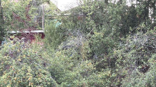 61 yaşındaki sevgililer başlarından vurulmuş halde ölü bulundu