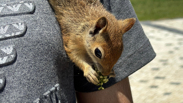Doğada yaralı bulduğu sincap, en yakın arkadaşı oldu