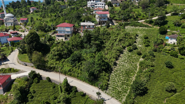 Mahalle sakininden kamış isyanı: Bir kaç sene sonra köy kapanır