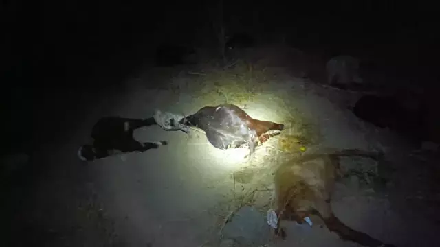 Dereden su içen 65 küçükbaş hayvan 5 dakika içinde öldü