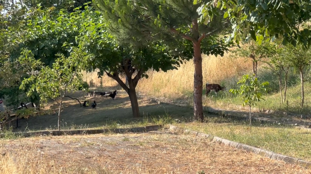 Belde merkezinde küçük ve büyükbaş ile kanatlı hayvan beslemek yasaklandı