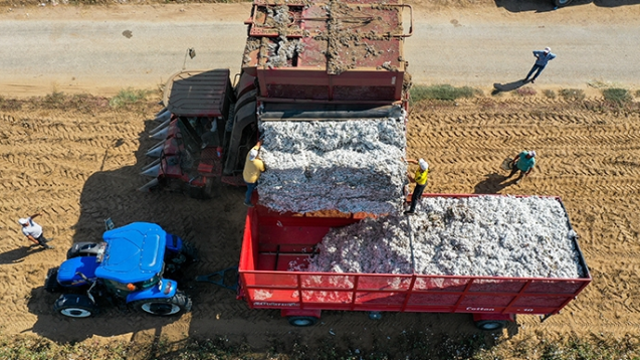 İzmir'de pamuk yetişir mi?