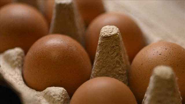 Yumurta ihracatında kesinti kaldırıldı