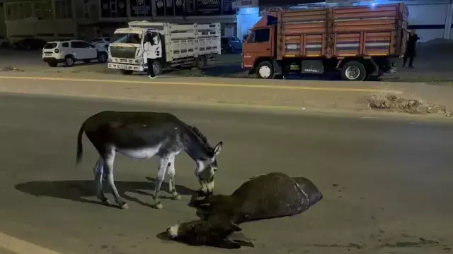 Ölen annesinin başından ayrılmayan yavru