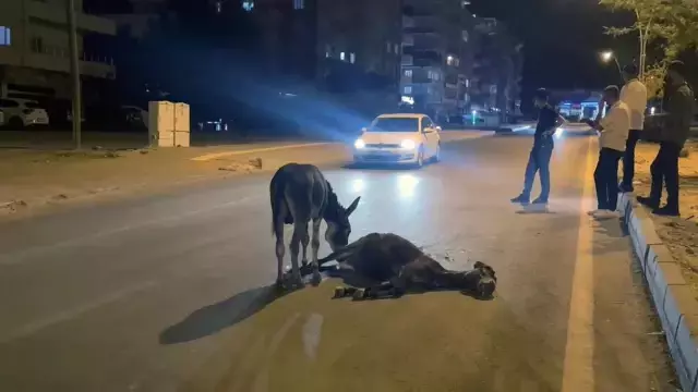Ölen annesinin başından ayrılmayan yavru