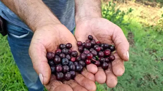Kütahya'da Çiftçi, Aronya Üretimine Başladı