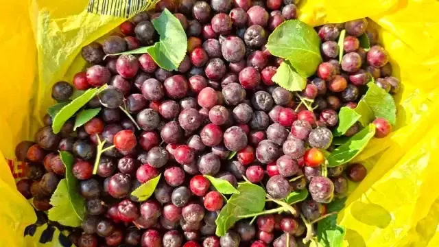 Kütahya'da Çiftçi, Aronya Üretimine Başladı
