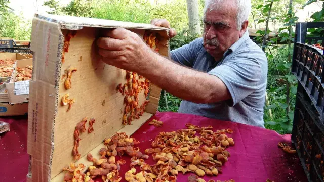 Bu sene verim yüksek! Van'da kayısının kilosu 300 TL'ye satılıyor