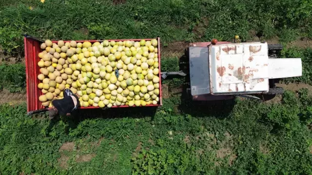 Sadece Bafra Ovası'nda yetişiyor! Süheyla Kavunu'nun kilosu 12 TL'den kapış kapış gidiyor