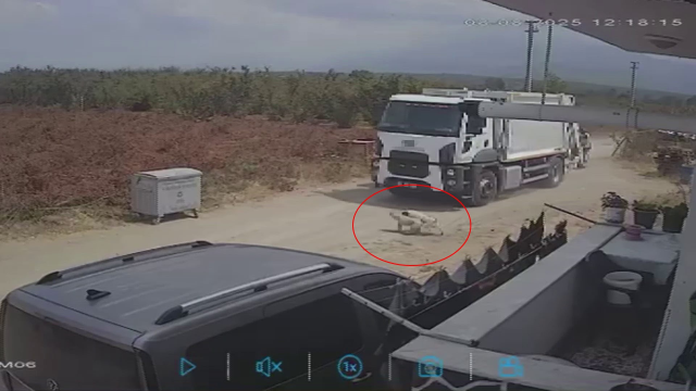 Ezerek telef olan köpekleri çöp kamyonuna atıp götürdüler