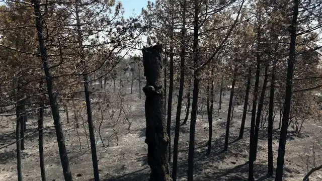 Edirne'deki yangının verdiği hasar dron kamerasında
