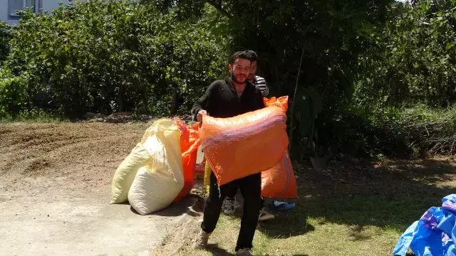 Fındık Hasadı