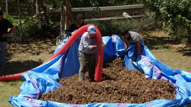 Fındık Üretimi