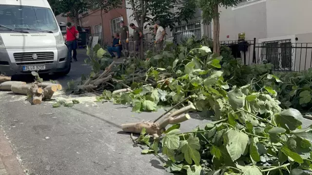Şişli'de devrilen ağaç yola düştü