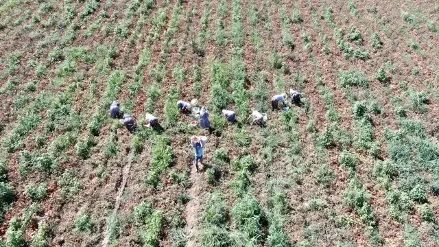 Çöl sıcağında ekmek mücadelesi: 6 saat çalışıp günlük 1500 TL alıyorlar