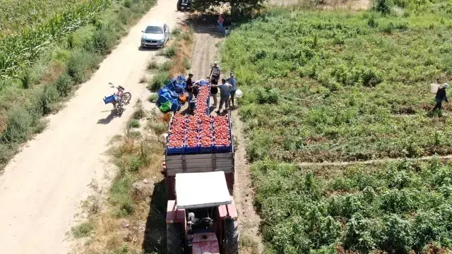 Çöl sıcağında ekmek mücadelesi: 6 saat çalışıp günlük 1500 TL alıyorlar