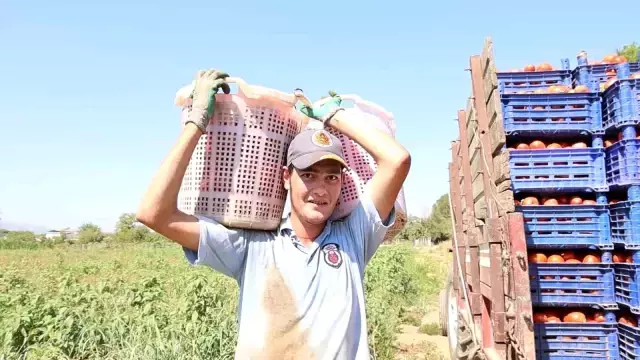 Çöl sıcağında ekmek mücadelesi: 6 saat çalışıp günlük 1500 TL alıyorlar