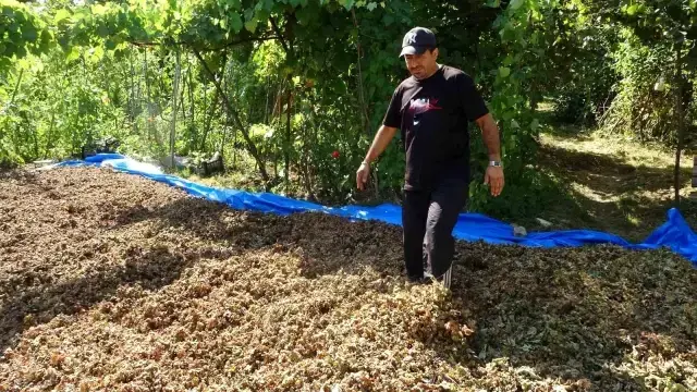 Fındığının &ccedil;alındığını sandı, kameraları izleyince şoke oldu