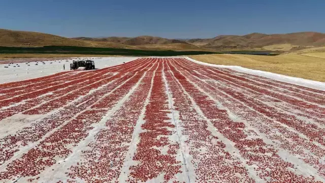 Kilosu 4 Euro'ya satılıyor! ABD, Fransa, İngiltere ve Hollanda'ya satılıyor