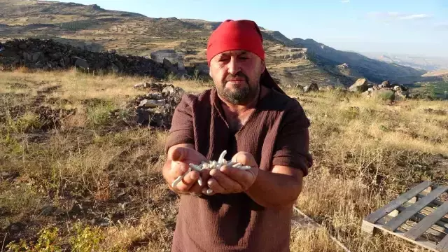 Kenger Sakızı