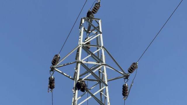 Akılalmaz iddia! Koca ormanı küle çeviren yangına, küçücük bir hayvan neden oldu