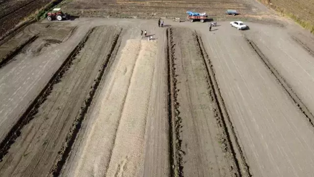 Hasat başladı, kilosu 60 liradan satılıyor