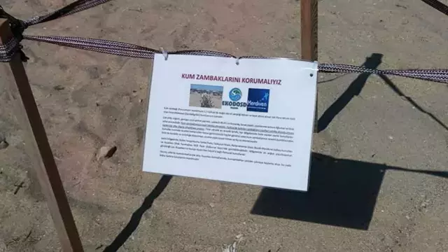 Yıllar sonra açan 'kum zambağı' koruma altına alındı