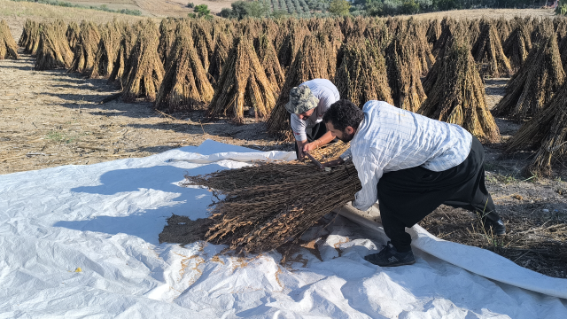 Susam üreticileri tepkili