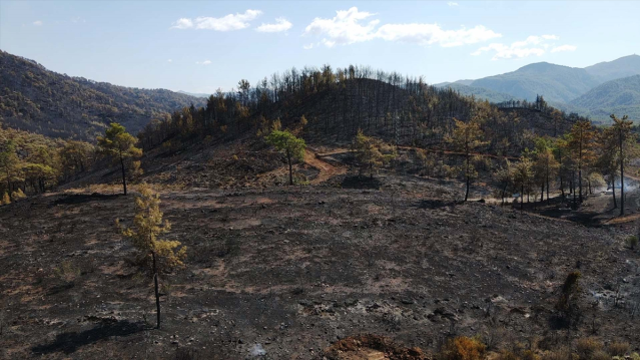 Yeşilliyle hayran bırakan bölgede yürek yakan manzara! Siyaha döndü