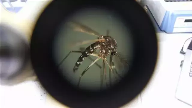 Çin'de üçüncü seviye 'acil durum' ilanı: Chikungunya virüsü yayılıyor