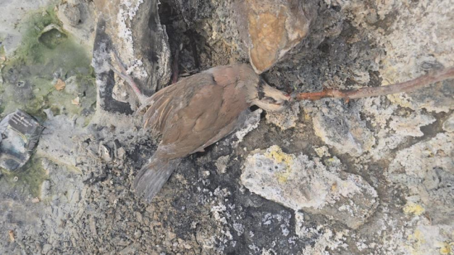 Hakkari'de gizemli vadi! İnsanlara şifa, hayvanlara ölüm getiriyor