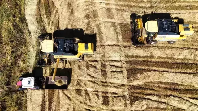 Karacadağ pirinci tarlasında çalışan işçiler