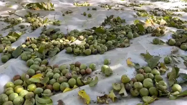 Ünü Bitlis'ten dünyaya yayıldı! Hasat başladı kilosu 600 lira