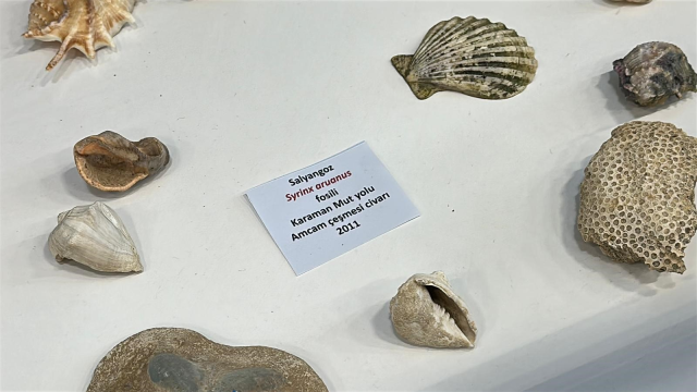 6 yaşında toplamaya başladı, 12'sinde müze kurdu 6 yaşında toplamaya başladı, 12'sinde müze kurdu