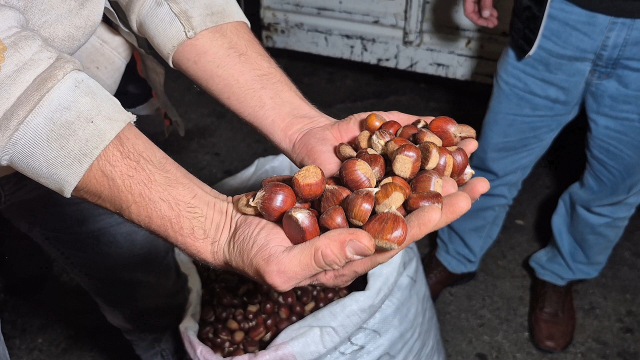 İki kişi 5 günde topladı, bir çuvalı 22 bin TL'ye satıldı