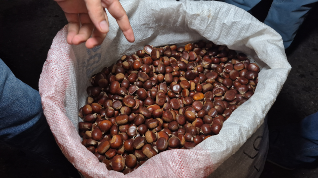 İki kişi 5 günde topladı, bir çuvalı 22 bin TL'ye satıldı