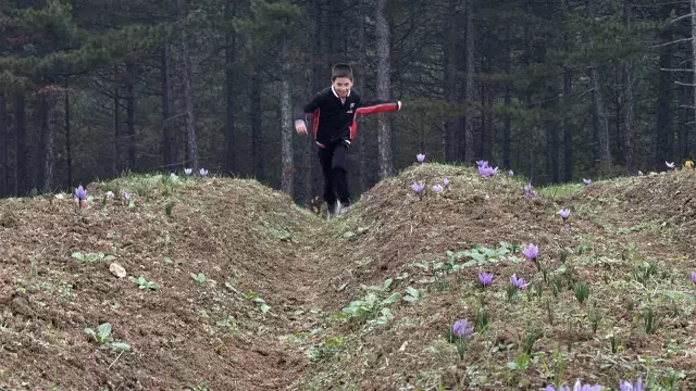 Kilosunun fiyatı 600 bin TL'ye çıktı! Görmek isteyenler tarlaya akın ediyor
