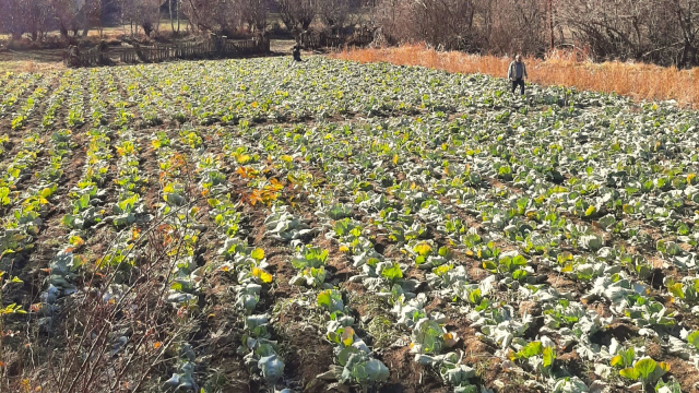 Giresun'da Lahana Hırsızlığı Üreticileri Tedirgin Ediyor