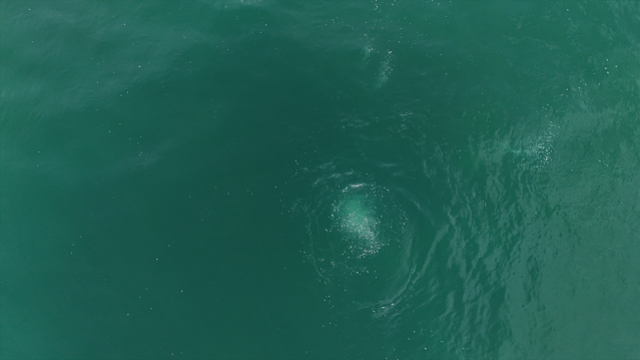 Sapanca Gölü fay hattı boyunca fokur fokur kaynadı! Büyük bir depremin habercisi mi?