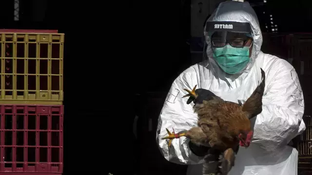 'H5N5' kuş gribinin bulaştığı ilk insan öldü