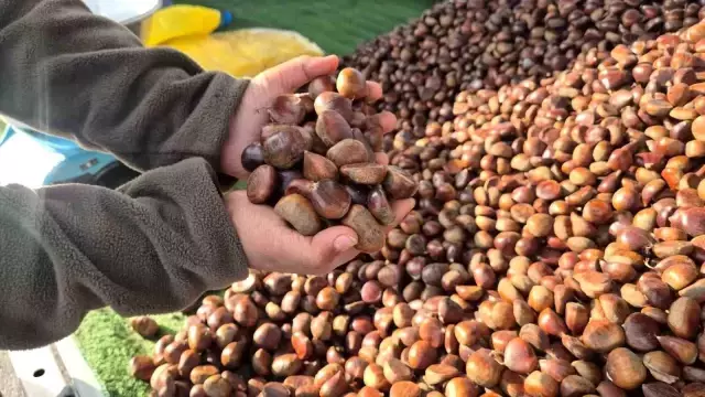 Kilosu 175 liradan, günde 600 kilo satıyor! Havaların soğumasıyla yıldızı parladı