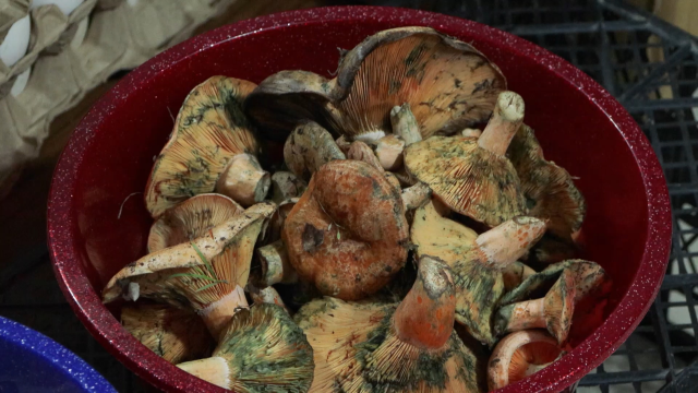 'Köy geçiren' olarak biliniyor, 5 saat içinde etkisini gösteriyor! 60 kişiyi hastanelik etti