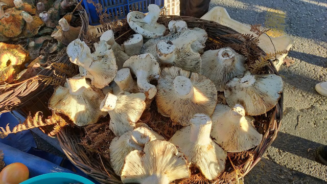 Aydın'daki dev mantarlar pazarda ilgi odağı oldu