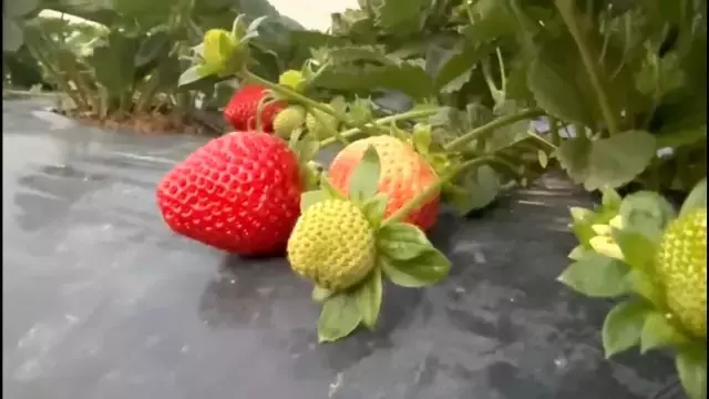 Yaz meyvesinde kış hasadı başladı! Kilosu 130 TL'den satılıyor